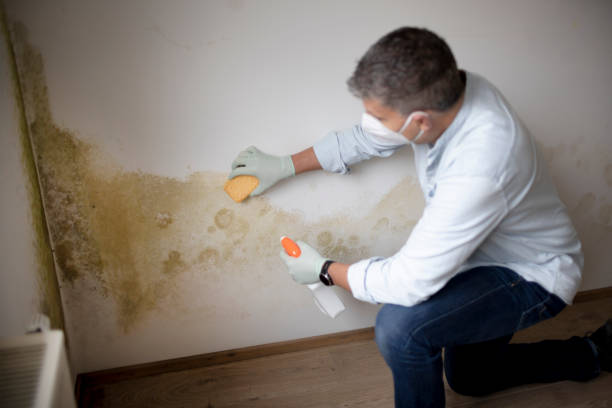 Best Real Estate Mold Inspection  in Arnold Line, MS
